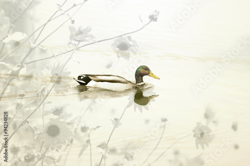 An abstract artistic mallard duck with flowers. © cpdprints