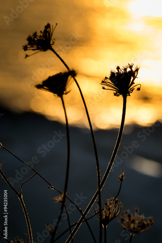 Backlit silhouette of a dandelion at sunset