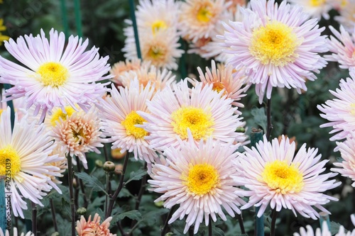 Chrysanthemum Flower in Garden
