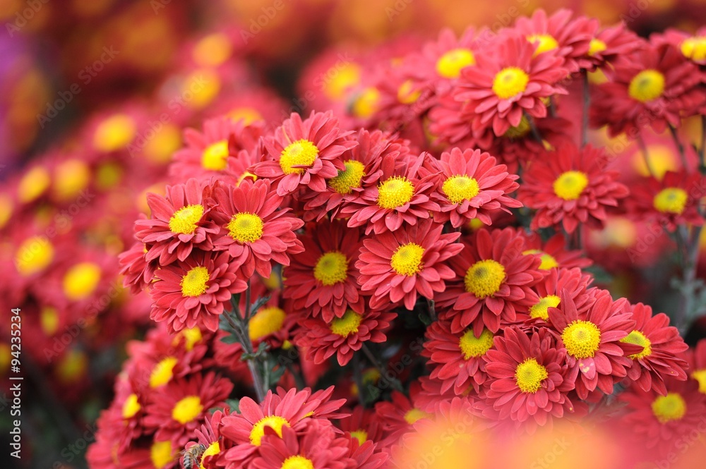 Obraz premium Chrysanthemum Flower in Garden 