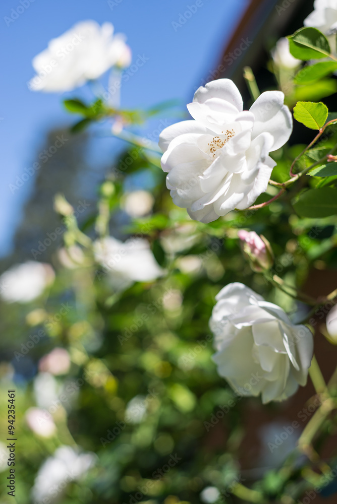 Fototapeta premium White Roses Blooming Wedding Flower