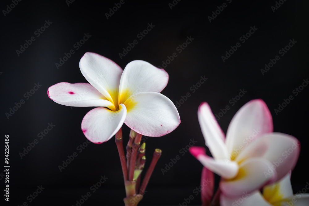 Obraz premium Romantic sweet flower frangipani (plumeria) on black background