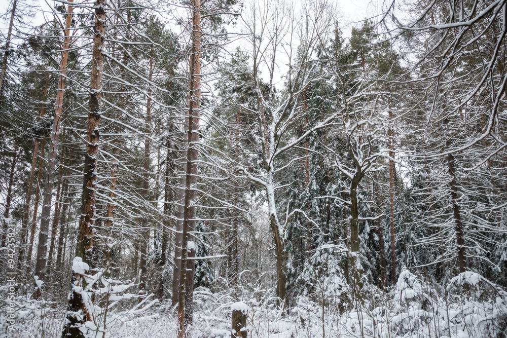 Winter Winter