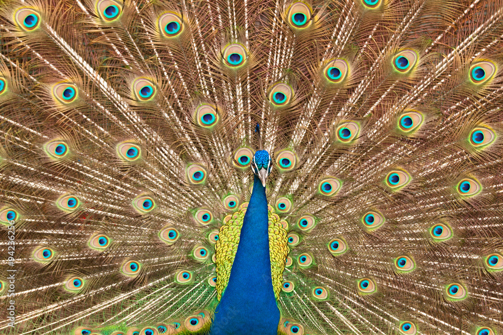 Obraz premium Peacock in the springtime