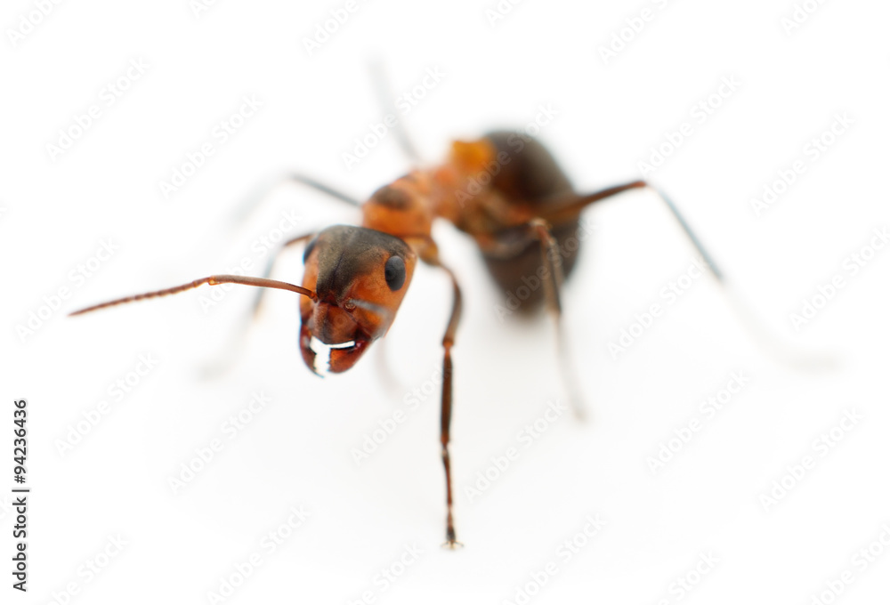 Brown forest ant. Brown forest ant.