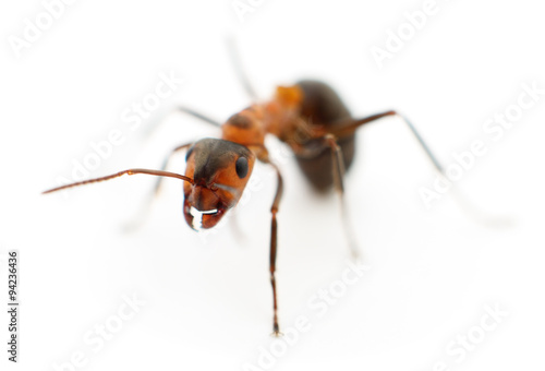 Brown forest ant. © olhastock