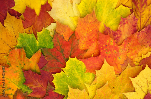 Bunte Herbstbl  tter - Hintergrund Bild Textur