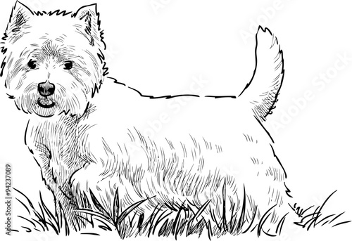 scottish terrier in the grass