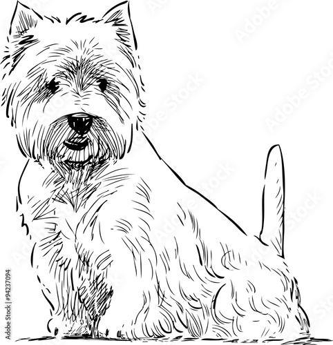 scottish terrier sits