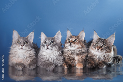 Maine Coon kitten portrait