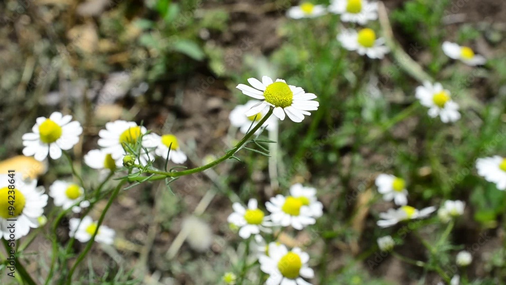 Camomile in the spring Camomile in the spring