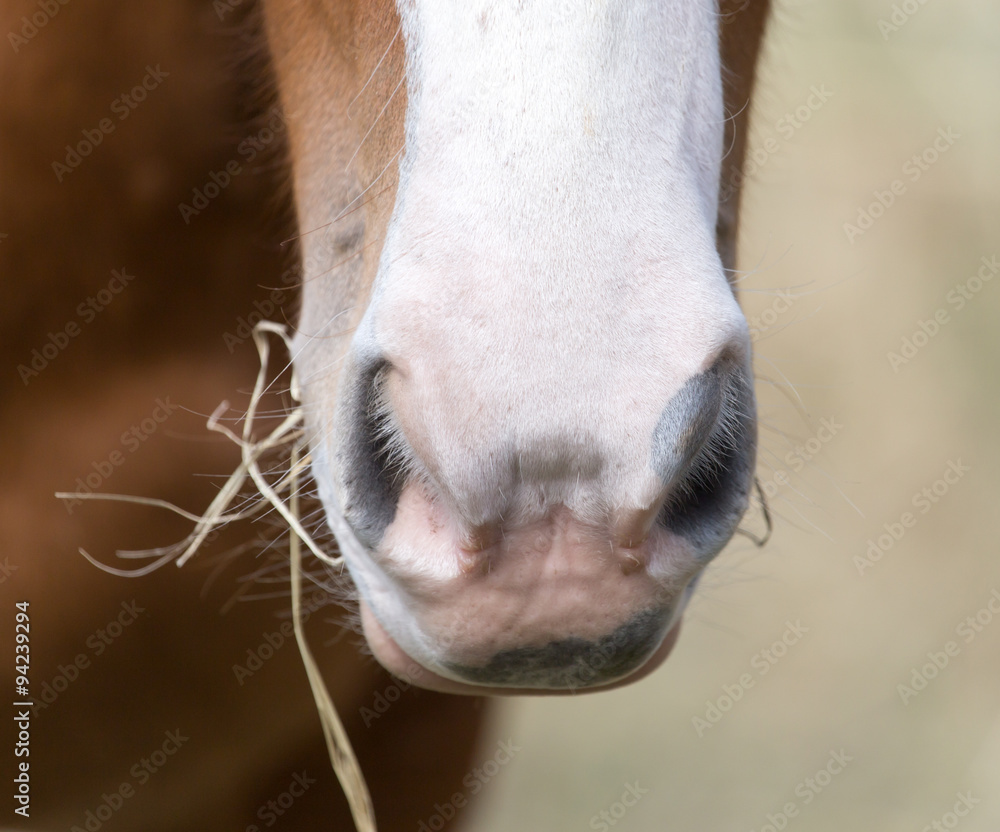 Naklejka premium horse in the pasture eating grass