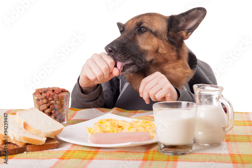 funny German Shepherd dog with human arms and hands, eating hot