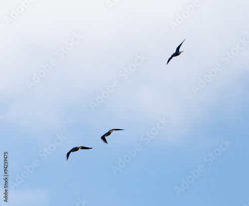 a flock of birds in the sky