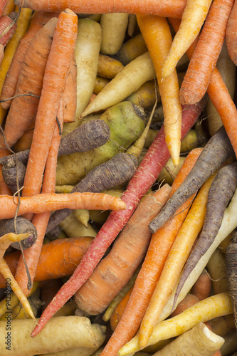 Multicolored Heirloom Carrots photo