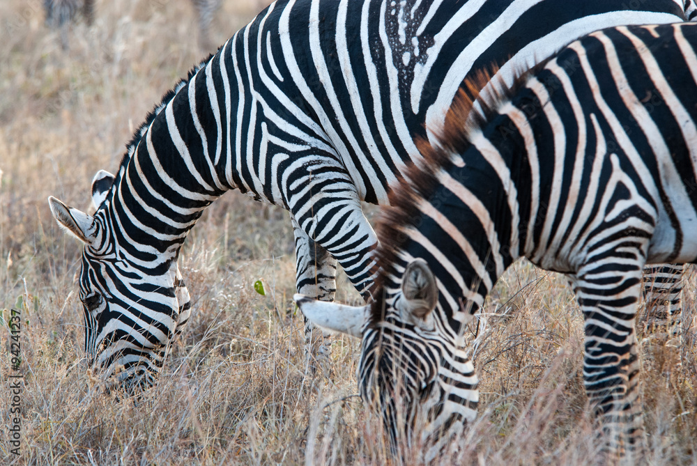 Zebras in Tsavo East National Park, Kenya Zebras in Tsavo East National Park, Kenya