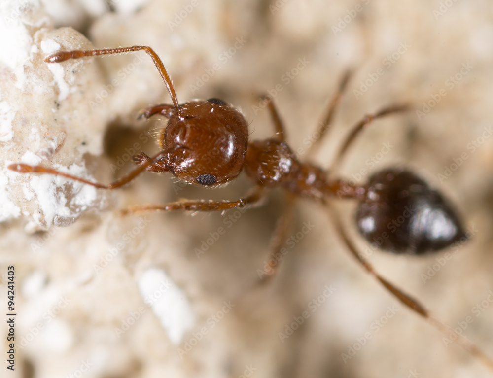 ant on the ground. Super Macro ant on the ground. Super Macro