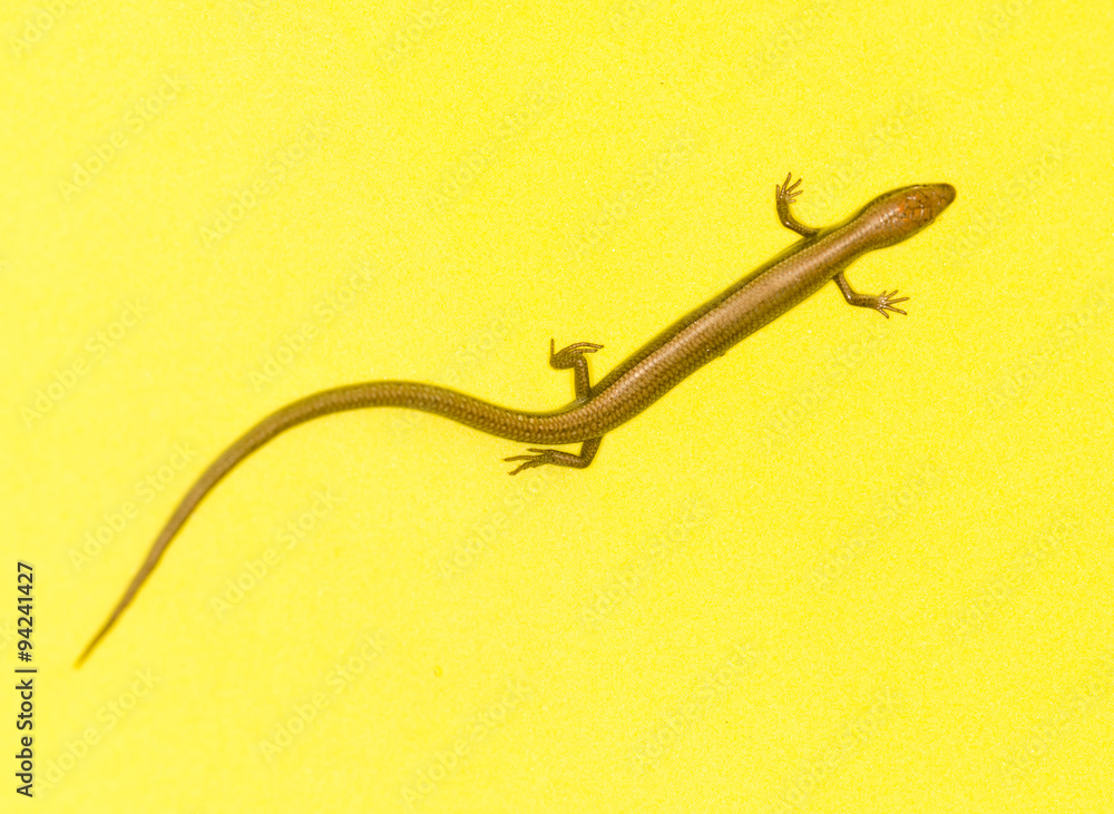Fototapeta premium lizard on a yellow background