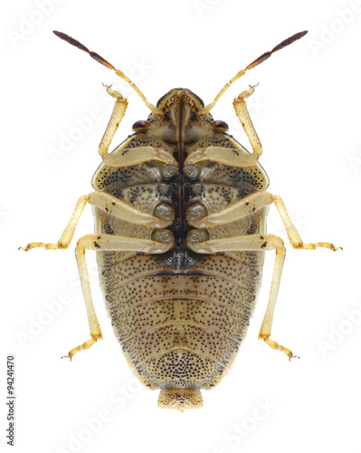 Bug Neottiglossa leporina (underside) photo