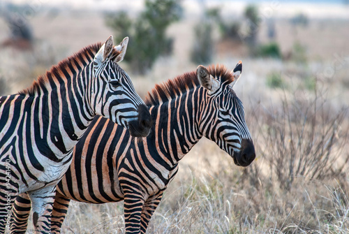 Zebras in Tsavo East National Park, Kenya #94241490
