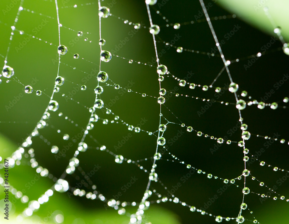 water droplets on a spider web in nature Stock Photo | Adobe Stock