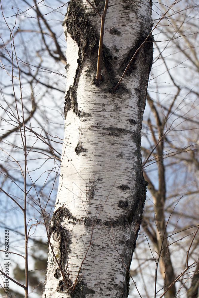 trunk of a birch against the blue sky