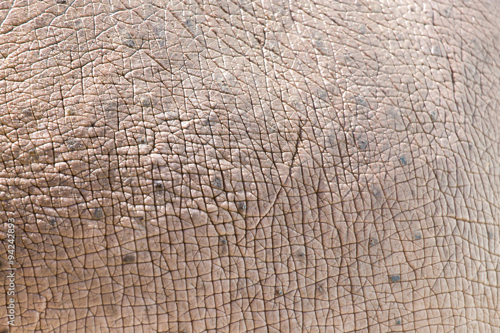Fototapeta premium hippopotamus skin as background