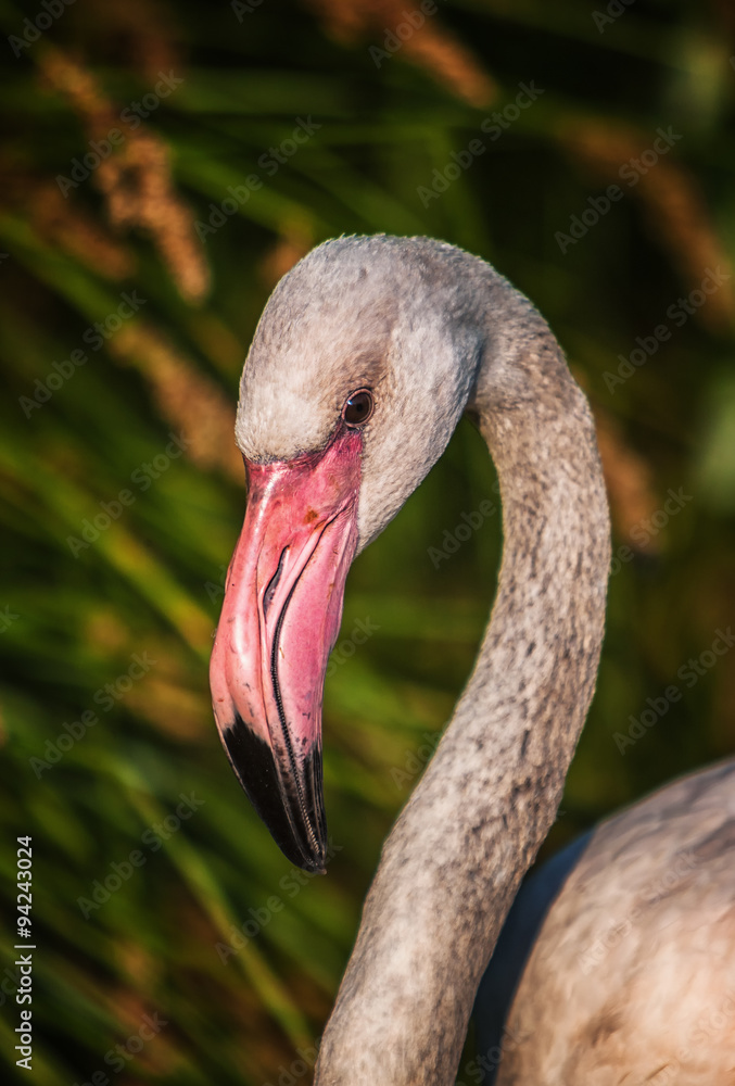 Obraz premium Flamingo