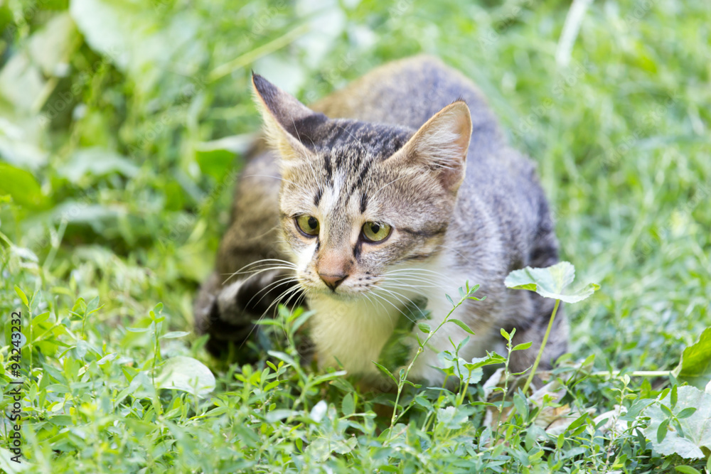 cat in the grass on the nature