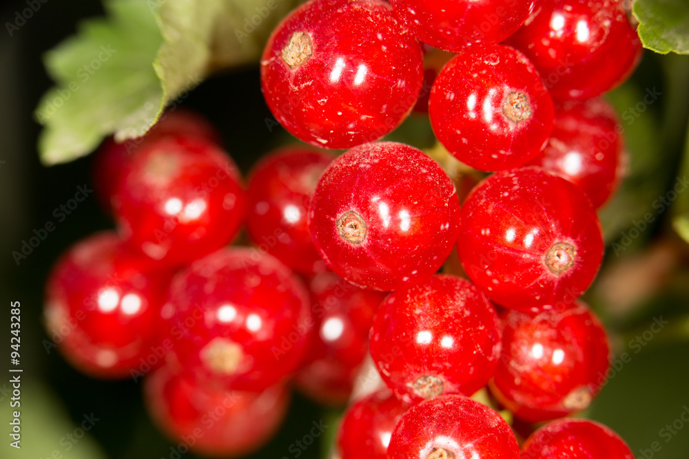 close-up of a red currant in the fruit garden close-up of a red currant in the fruit garden