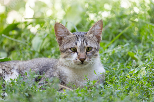 Wallpaper Mural cat in the grass on the nature Torontodigital.ca