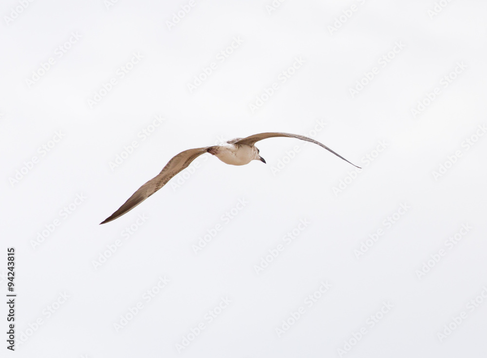 Fototapeta premium seagull flying in the sky