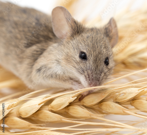 Mouse on wheat