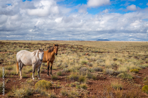 Fototapeta Naklejka Na Ścianę i Meble -  Horses in a field