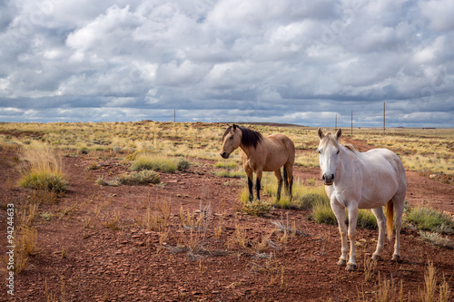 Fototapeta Naklejka Na Ścianę i Meble -  Horses in a field