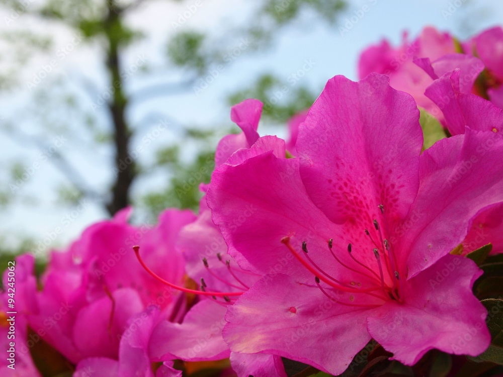 Naklejka premium 青空とツツジ