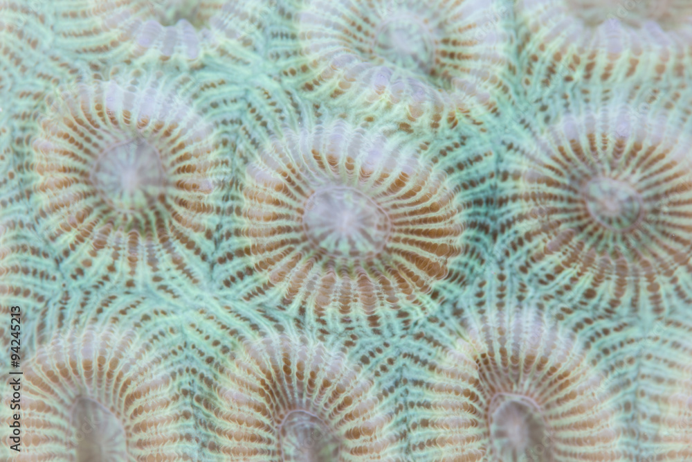 Obraz premium Coral Polyps Beginning to Bleach