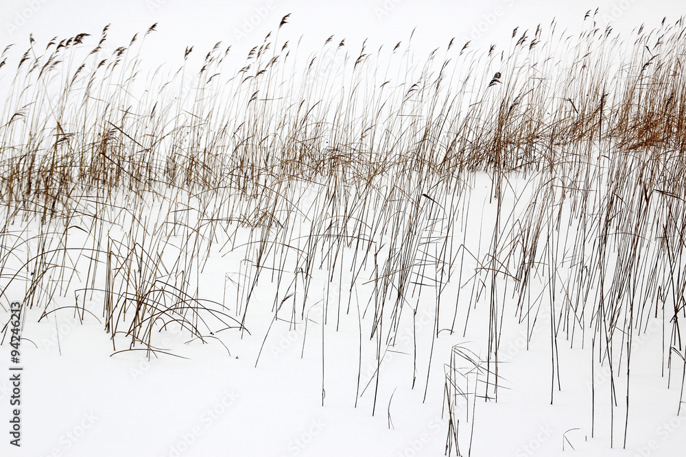 Obraz premium The stems on the background of the winter lake