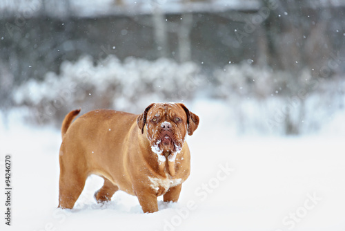 Dog Bordeaux dog