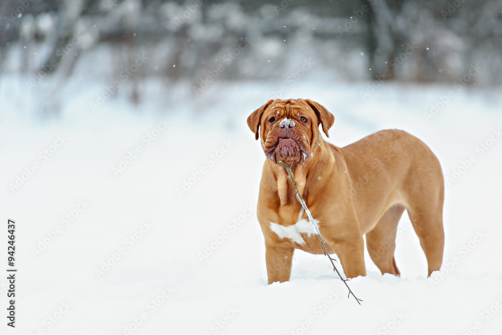 Dog Bordeaux dog