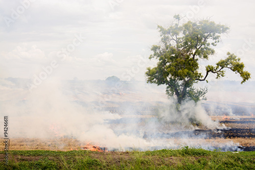 Fire burn on the dry straw on rice field