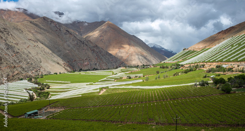 Spring Vineyard in the Elqui Valley, Andes, Chile photo