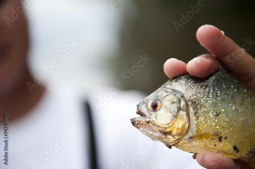 Fototapeta Naklejka Na Ścianę i Meble -  Peruvian Yellow Piranha