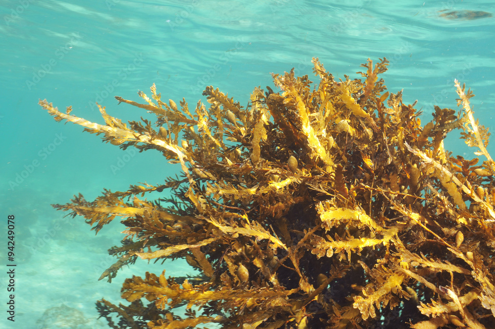 Lessonia Variegata Various forms of kelp plant habitats in the temperate waters of ...