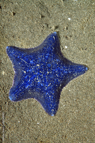 Unusually blue cushion sea star Patiriella regularis on sandy bottom in shallow water.