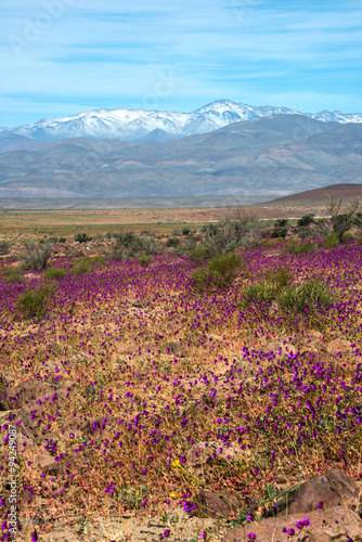 Flowering desert in the Chilean Atacama