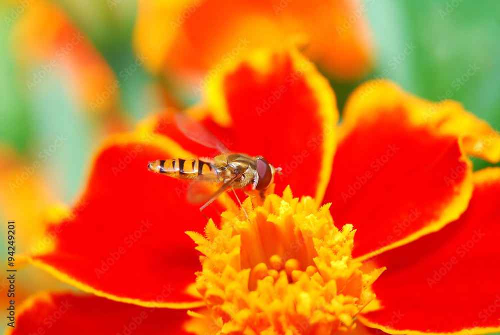 Hoverfly (lat. Syrphidae) on a flower of baratza Hoverfly (lat. Syrphidae) on a flower of baratza