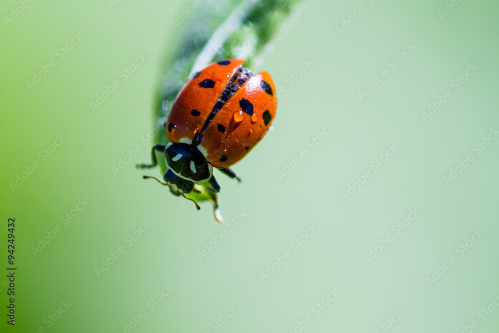 Obraz premium ladybug macro