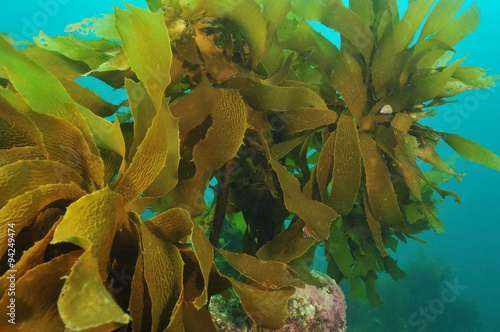 Stalked brown kelp Ecklonia radiata