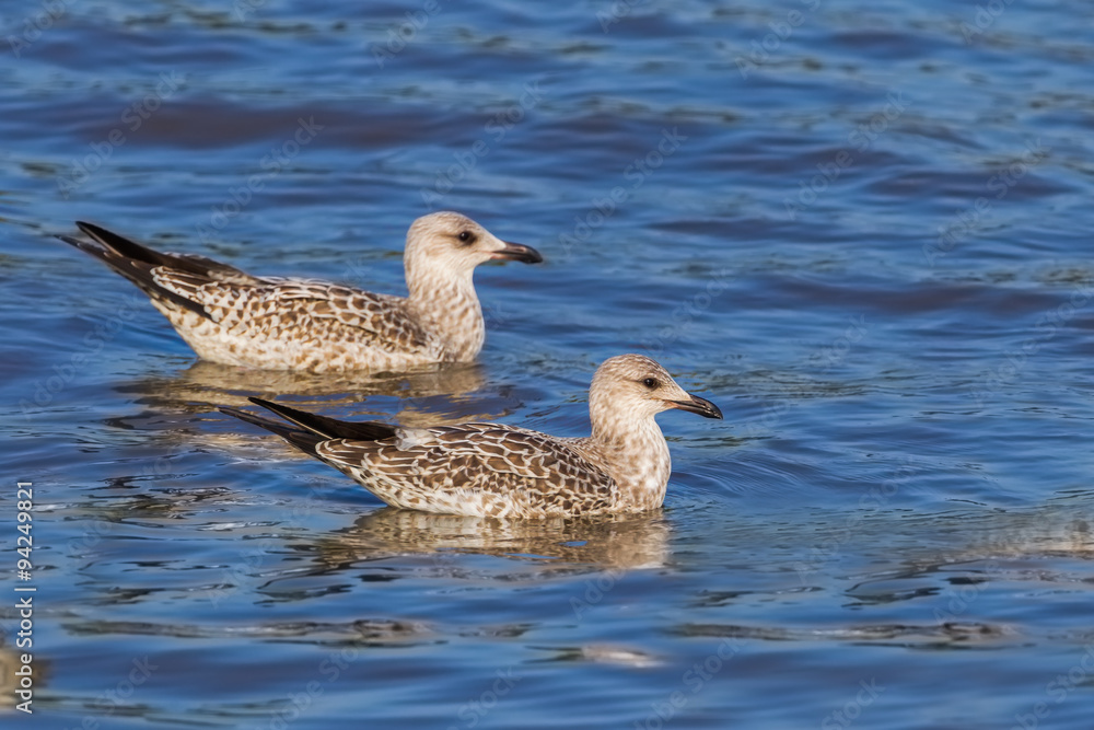 Couple of Heuglin's Gull (Larus heuglini) in nature of Thailand Couple of Heuglin's Gull (Larus heuglini) in nature of Thailand
